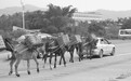 公路“遛马”很危险
