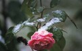 花上雪