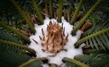 “极寒”广州：早晨下霰中午下雪 60年来头一回