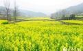 湖北保康油菜花海醉游人