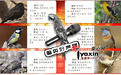 六种鸟入选乌鲁木齐市鸟类“好声音”