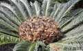 铁树果实有毒 他还嫌太硬蒸熟了下饭