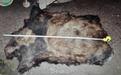 云南大熊猫遭猎杀 警方查获一张皮约20斤肉(图)