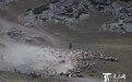 【镜头】布尔津县牧民秋季转场