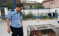 咬伤女孩恶犬已被捕 广州警方:"狗那么大谁敢去抓"系事主编造