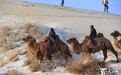 “沙漠之舟”成博湖县第九届冰雪节新宠