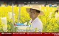 惨！大学生实验田油菜花被游客摘 或无法毕业
