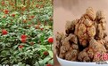 中国三七成功出口美国 中医药产业国际化加快