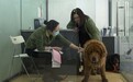 外媒：从20万到5美元 中国反腐让藏獒变成火锅食材