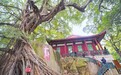 张伯玉：编户植榕泽被千年