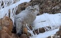 新疆巴音布鲁克高原现珍稀野生兔狲