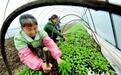 江西德兴：冬至忙冬种