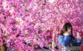 郑州二七路“桃花盛开”