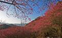 浙江奉化：梅花绽放枝头暗香浮动吸引游客