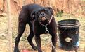 农家乐"世界第一猛犬"咬死人?现场几大疑点