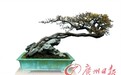 赏玩盆景三十载 浑然天成是境界