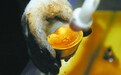 马蹄金