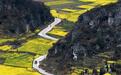 花开高原满地“金”