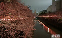 日本东京：目黑川夜樱正当时(组图)