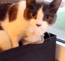 [gif动图]陛下这是今天的萌猫动图 看得好熏铜|4m