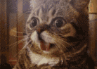 吃惊猫表情包gif图片