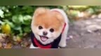 13岁人气博美<em>Boo</em>睡梦中去世！你能接受你的ta也会离开吗？