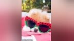 拥有1600万粉丝的网红萌犬<em>Boo</em>去世 被称为世界上最可爱的狗