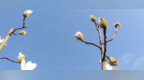 银花<em>玉</em>雪香，轻解<em>白</em>霓裳／道生于余心