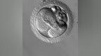 <em>Genome</em> Res：嵌合体胚胎真的有望成为试管婴儿过程中的“黑马”吗？