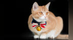 <em>70D</em>拍的猫咪