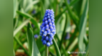 <em>花</em>材知识讲堂~让人清凉一夏<em>的</em>蓝色系小花<em>有</em><em>哪些</em>？