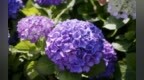<em>577</em>、七绝·绣球花  ——百花之八十一