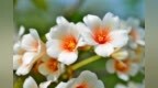 <em>587</em>、七绝·油桐花   ——百花之九十