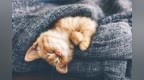 “睡懒觉”不是lazy <em>sleep</em>! 太阳起了你不起，人间懒虫就是你！