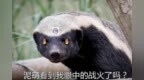 王者荣耀：AG锁定胜者组，西部形势明朗，GK和<em>YTG</em>谁的希望更大？
