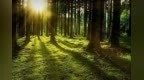 十年育林，百度<em>NLP</em>已枝繁叶茂