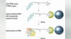 RNA pull <em>down</em>技术应用
