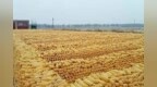 8月28日饲料原料：优质玉米维持坚挺，我国累计进口大豆<em>5514</em>万吨