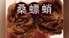 株洲中药：桑螵蛸（Sānɡ Piāo <em>Sh</em>āo）