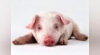 Pig是“猪”，<em>head</em>是“头”，那​Pig-headed是什么意思？