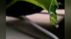 赤子城科技<em>IR</em>负责人Lena Chen：公司社交业务营收保持快速增长