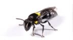 利用蜜蜂合成「塑料」的Humble <em>Bee</em> Bio完成320万美元融资