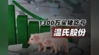 <em>1300</em>万头猪吃亏温氏股份