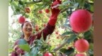 庆阳今年苹果总产量预计达144万吨