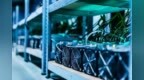 改头换面后 <em>Bit</em> Origin 的后续股票销售下跌44%