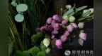 消耗臭氧层的氯氟烃浓度快速上升