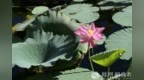 一日禅：妙好日子像株莲
