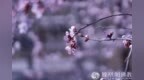 一日禅：尽力而为