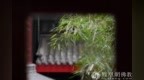 一日禅：春来花自青