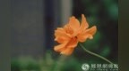 一日禅：最动听的语言